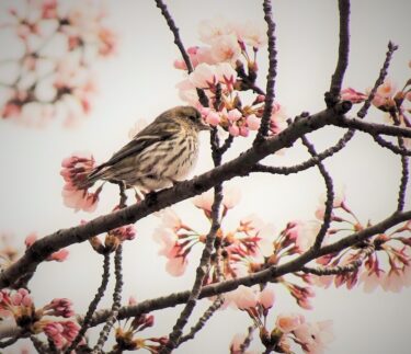 満開の桜に野鳥もお花見　秋田