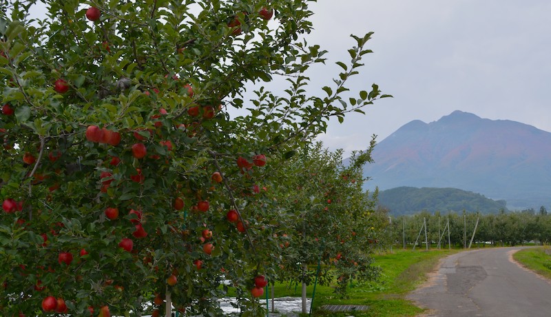 10月の岩木山を背景に、シナノスイートが実る山本さんのリンゴ畑（山本さん撮影）