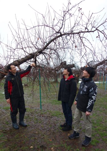 異常高温、高齢化、園地放棄…難題増す「日本一のリンゴ王国」どう守る？青森県弘前市の農家、いま後継者と考える未来